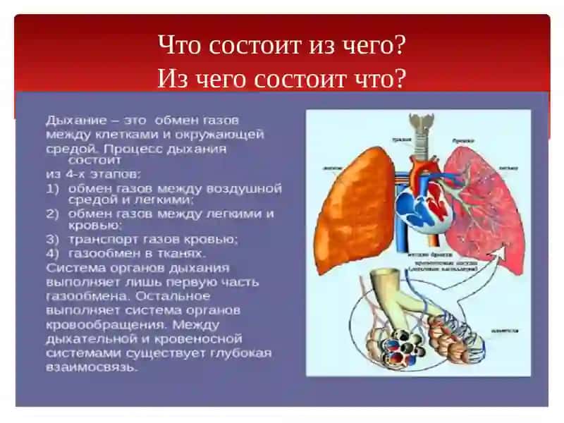 Органы дыхания 3