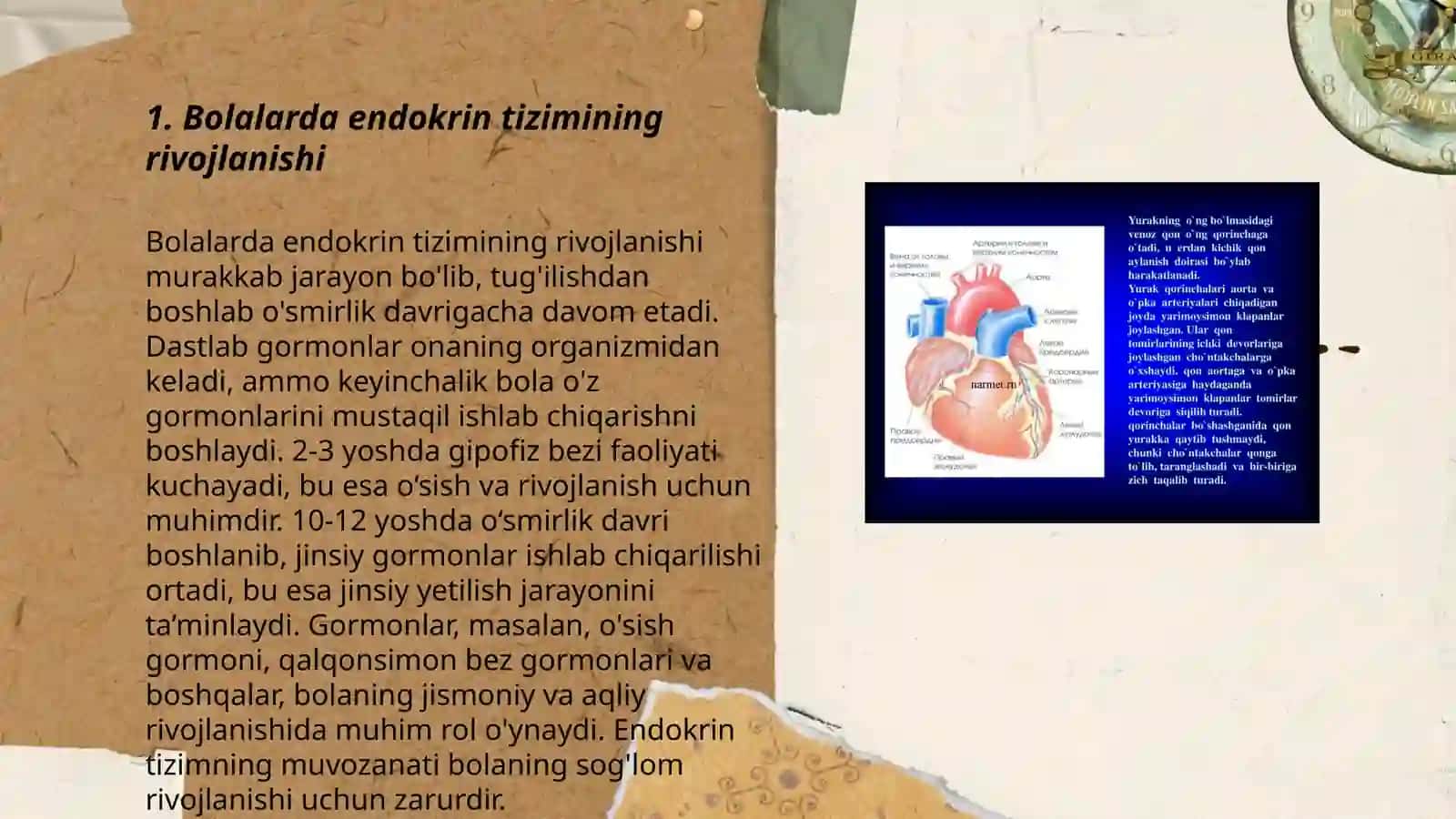 Bolalarda endokrin tizimining yoshga oid fiziologiyasi va gigiyenasi 3