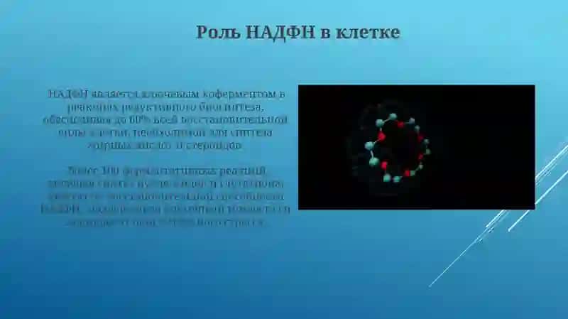 Пентозофосфатный путь окисления глюкозы в клетке 3