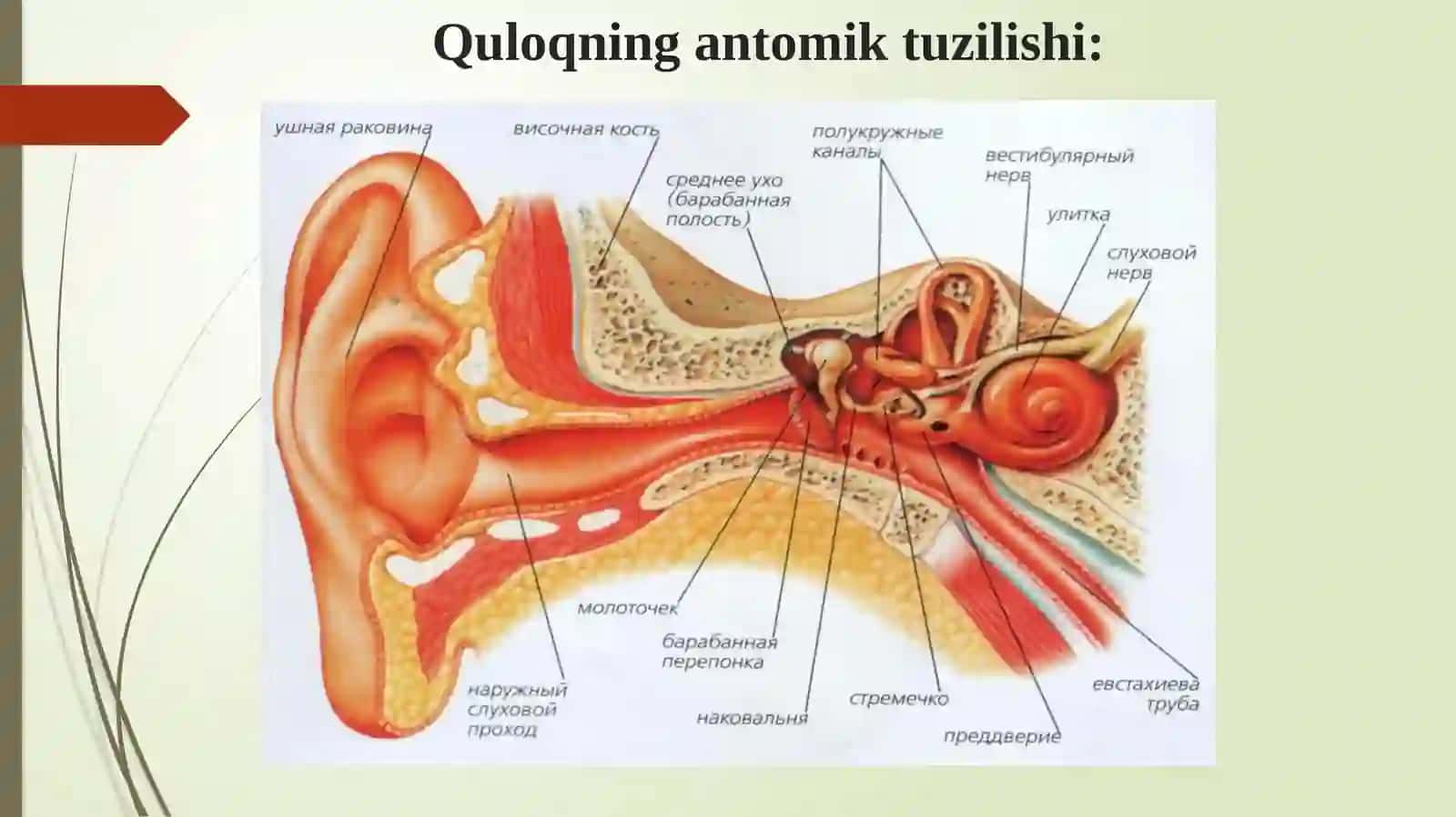 Tashqi quloq kasalliklari: tashqi quloq jarohatlarining belgilari, tekshirish usullari va davolash. 3