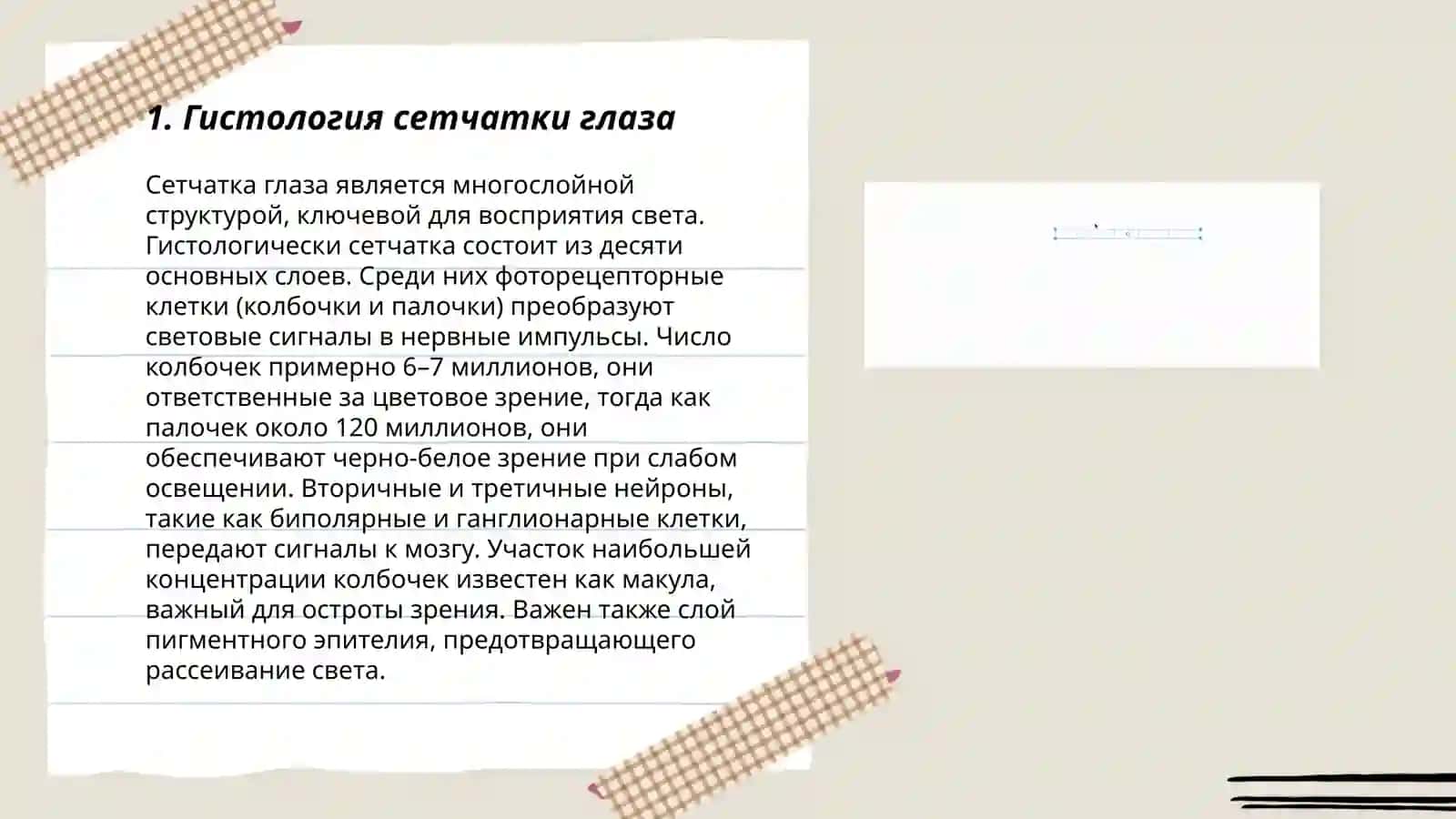 Гистология зрительного анализатора и органа обоняния 3