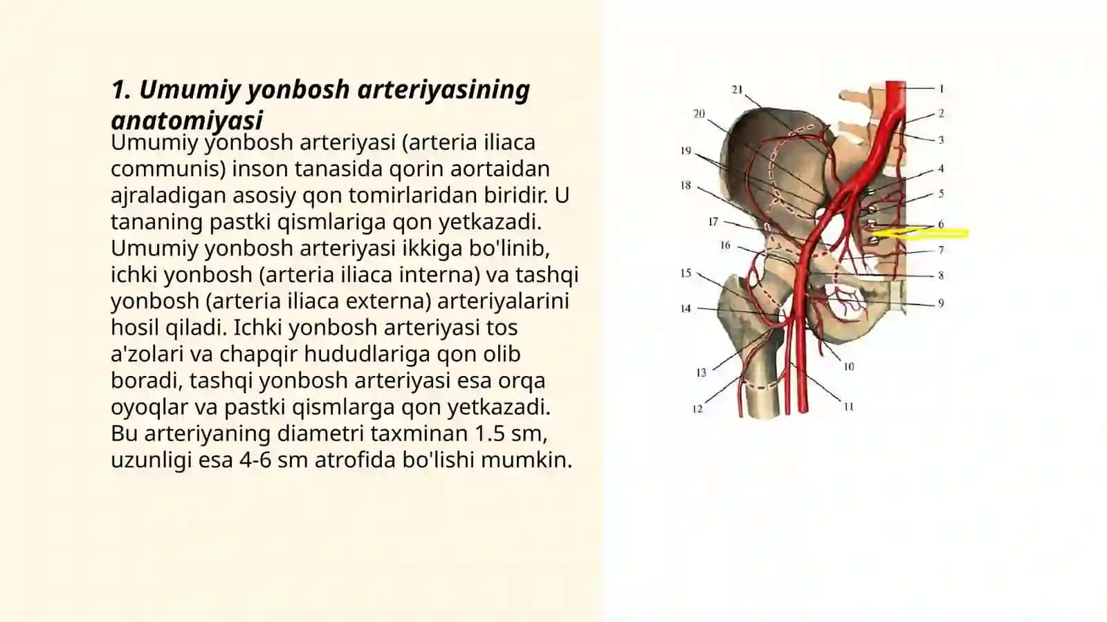 Umumiy yonbosh arteriyasi haqida qiziqarli ma'lumotlar 3