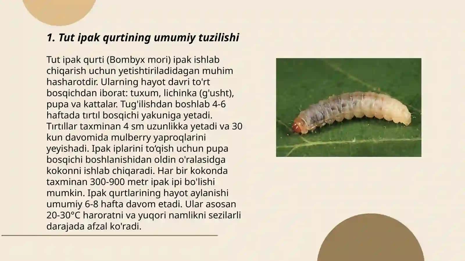 Tut ipak qurtining tashqi kòrinishi va marfologik tuzilishi 3