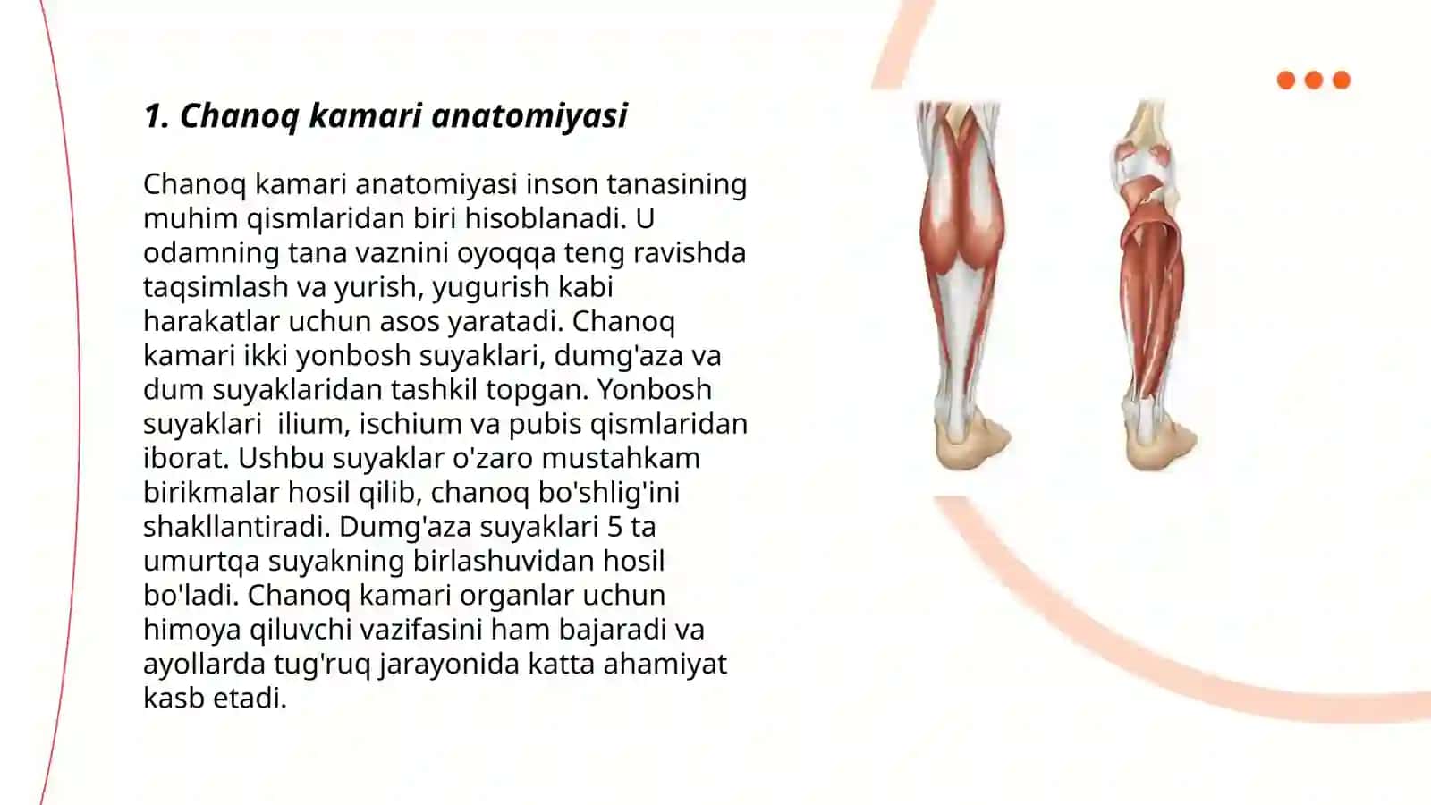 Chanoq kamari va erkin oyoq muskullari 3