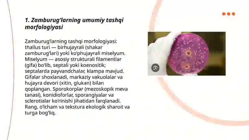 Zamburug‘lar. Ularning morfologiyasi, strukturasi va ularni o‘rganish usullar. 3