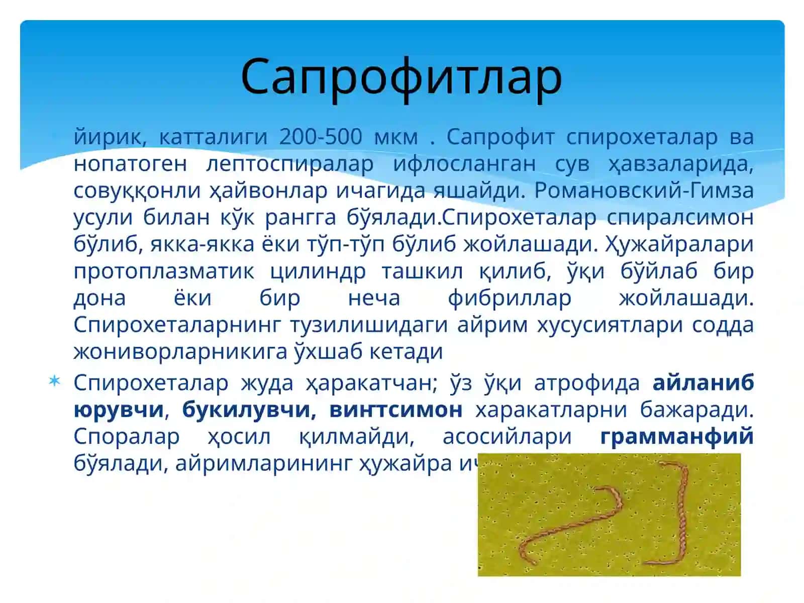 СПИРОХЕТАЛАР 3