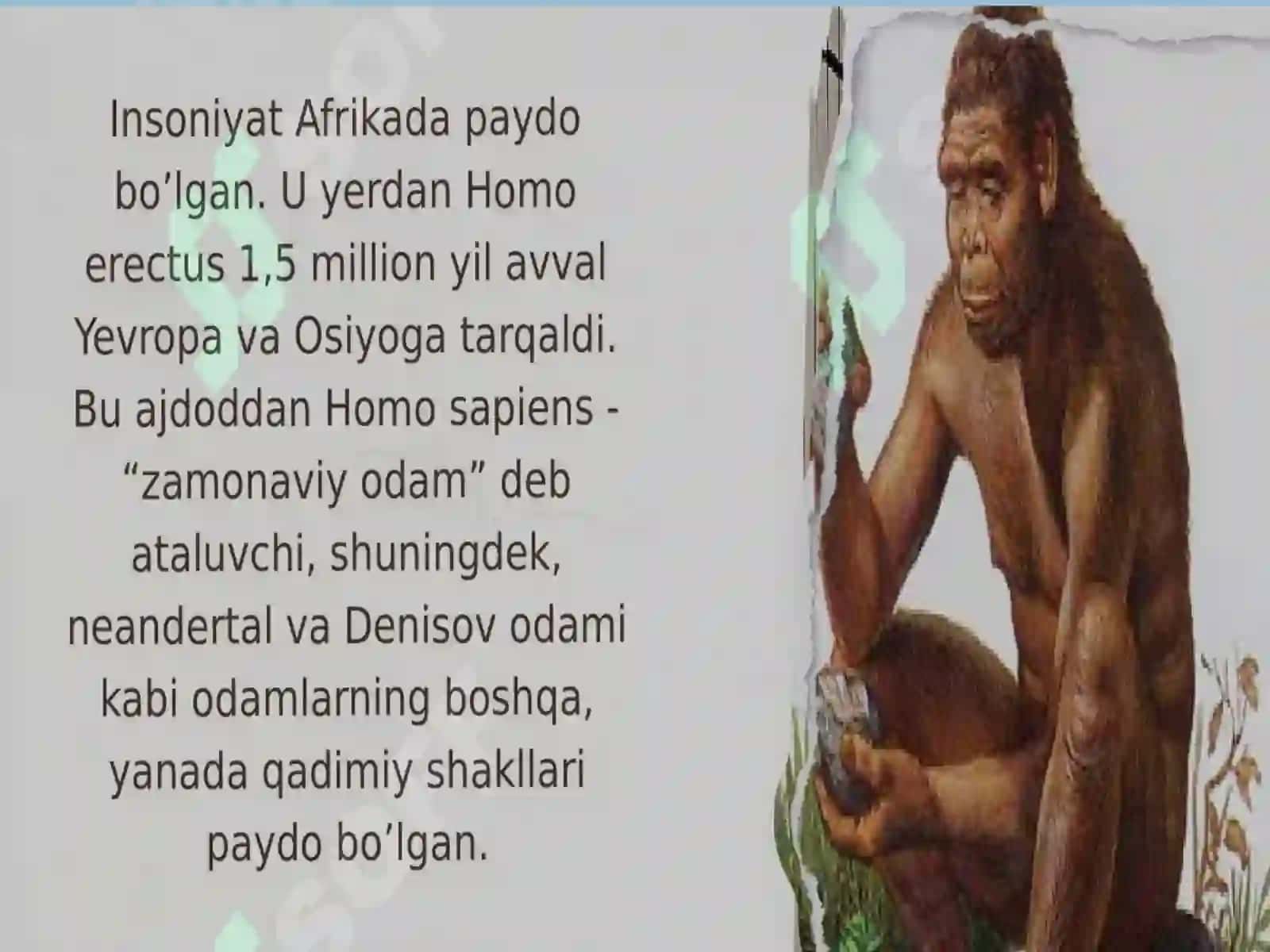 ODAM EVOLYUTSIYASIYASI, DASTLABKI ODAMLAR 3