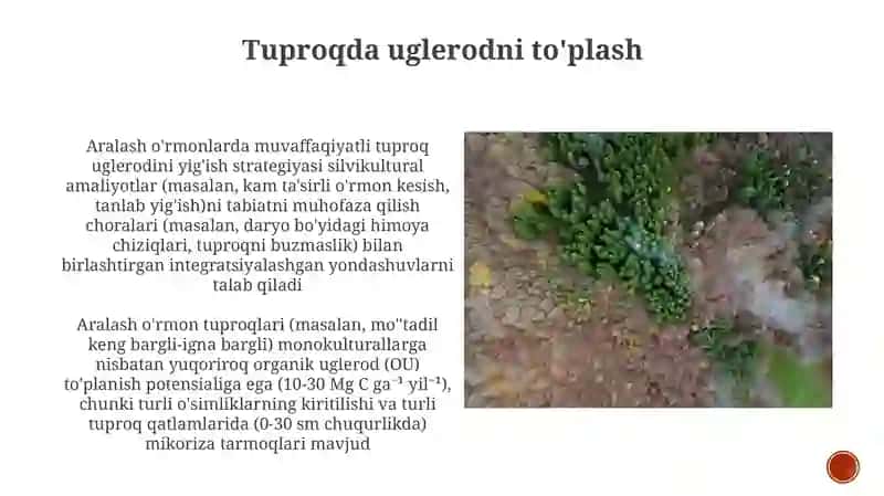 Aralash o'rmonlarda muvaffaqiyatli tuproq uglerodini yig'ish strategiyasi 3