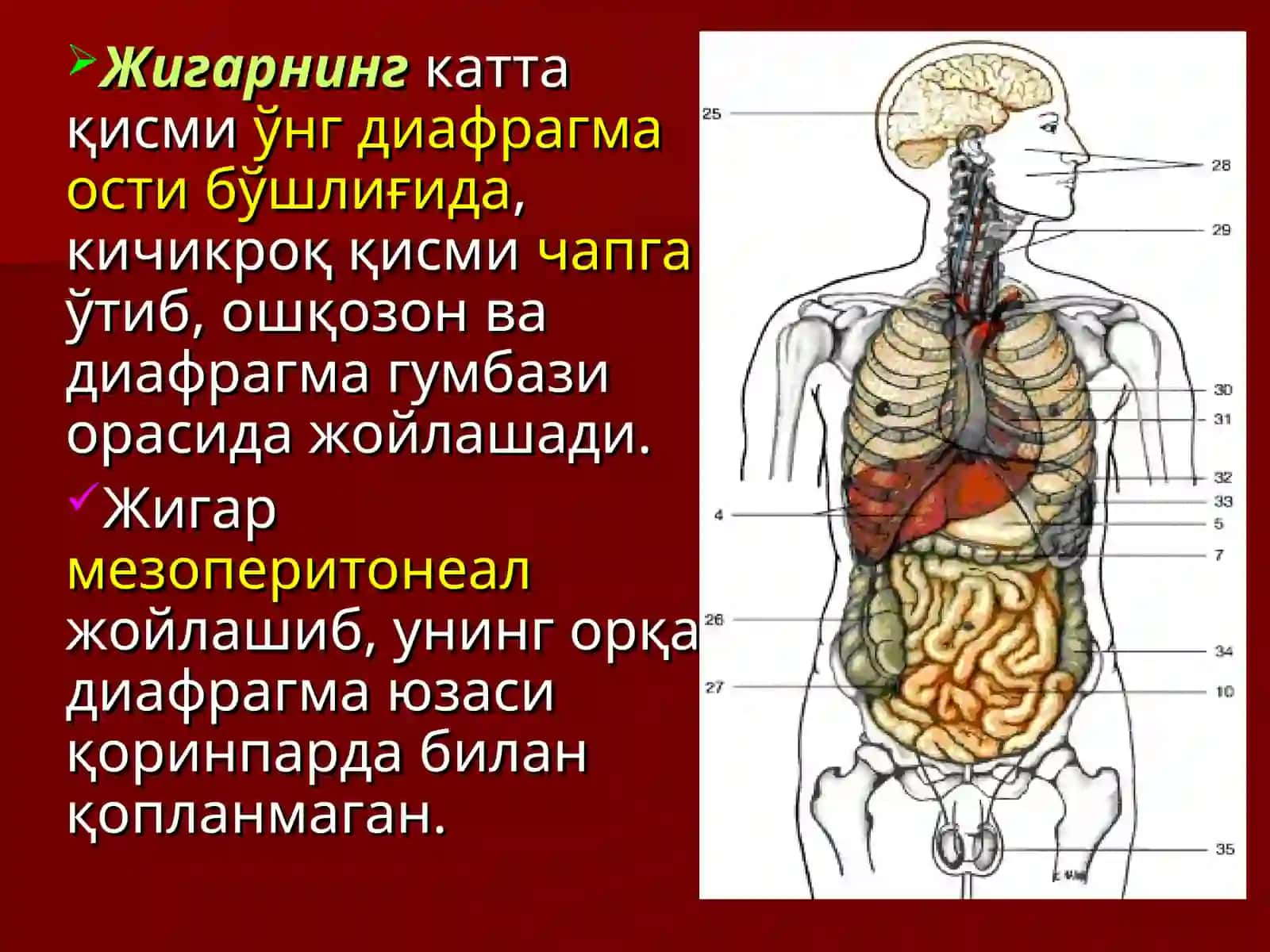 Жигарнинг жарроҳлик анатомияси.Жигар ва ўт йўлларида операциялар 3