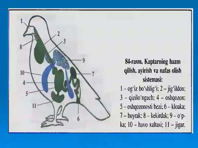Qushlarning ichki tuzilishi va sezgi organlari 3