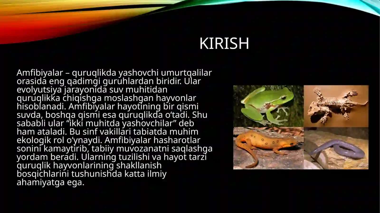 Amfibiyalar quruqlikda yashovchi umurtqalilarning dastlabki sinfi sifatida. 3