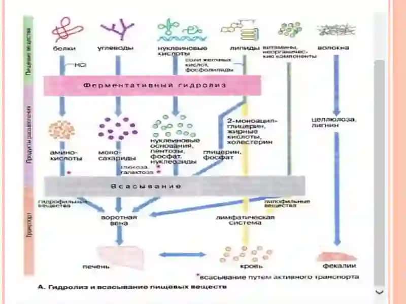 ОВҚАТ ҲАЗМ ҚИЛИШ ТИЗИМИ БИОКИМЁСИ. 3