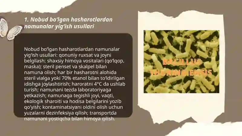 Bacillus thuringiensis bakteriyasini nobud boʻlgan hasharotlardan ajratib olish 3