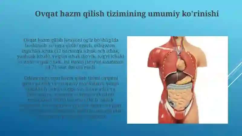 Ovqat hazm qilish organlari 3
