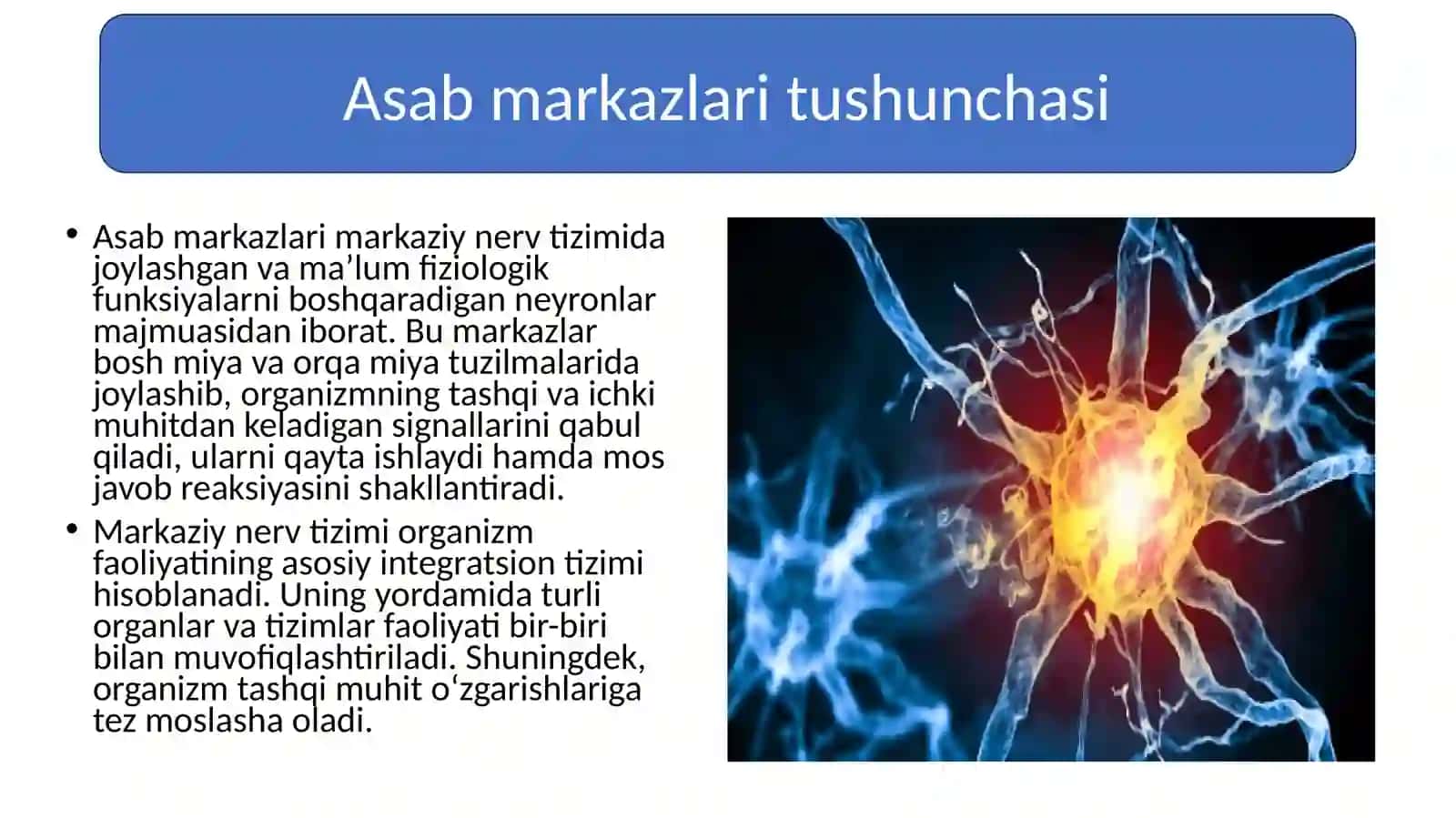 Asab markazlari. Asab markazlarining xossalari. Markaziy nerv tizimining reflektor tamoyili 3