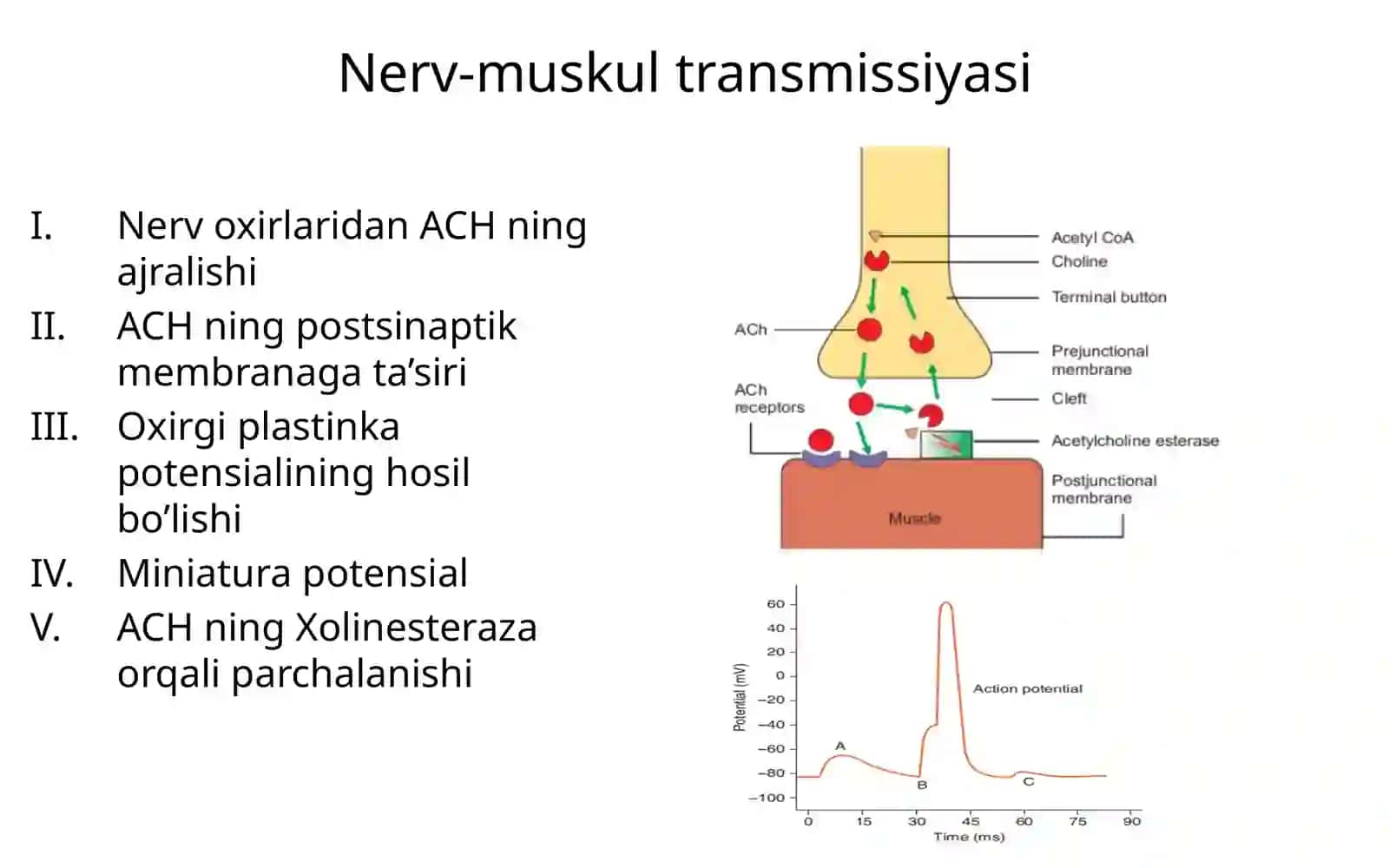 Nerv-muskul sinapsi tuzilishi 3