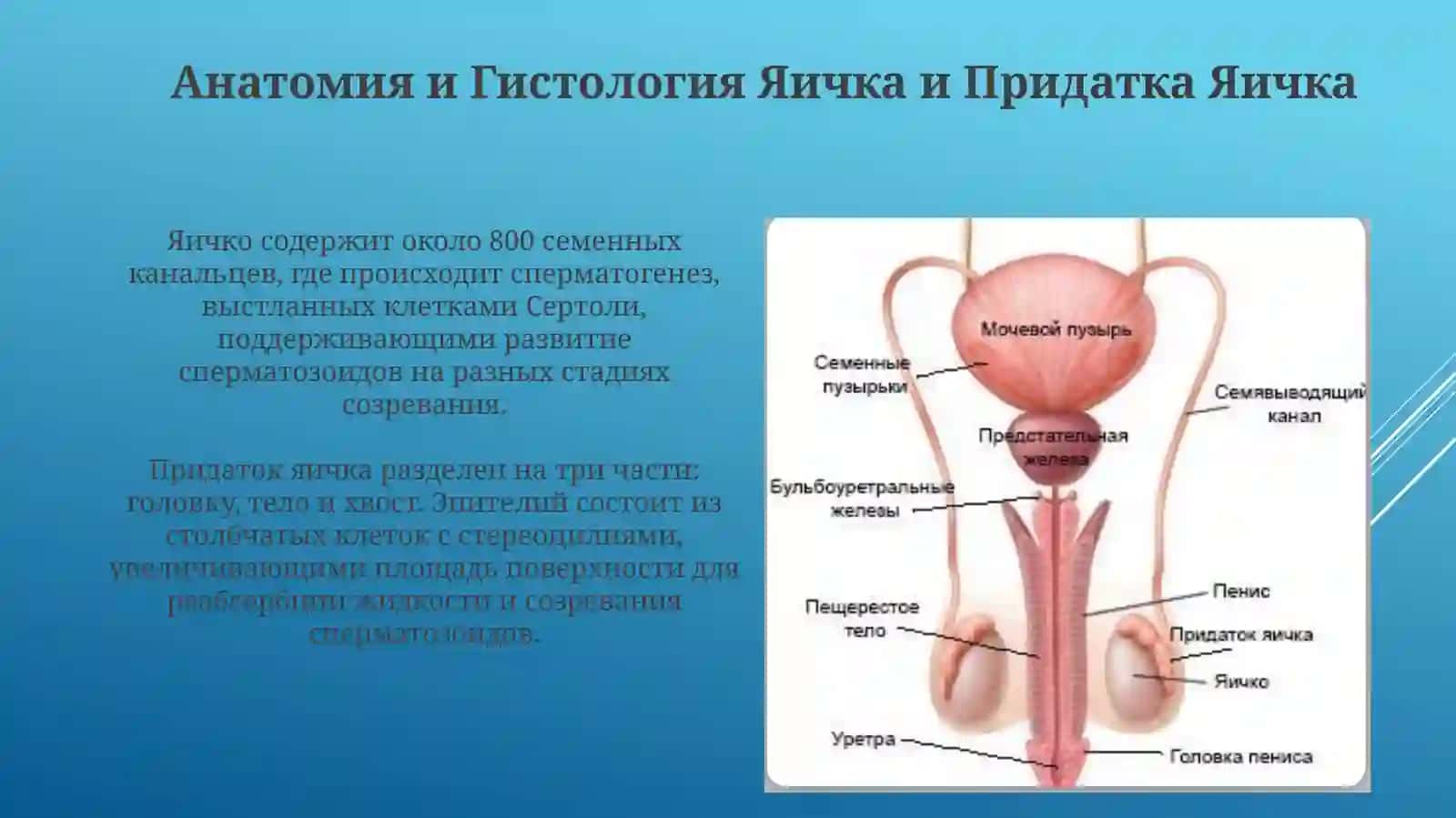 Мужеская половая система. Семенник,придаток семенника 3