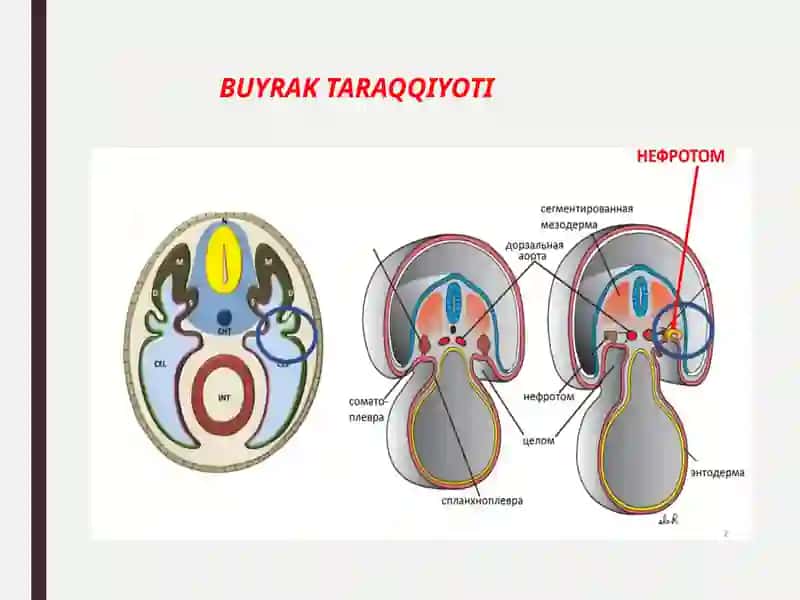 Nefron gistologiyasi 3