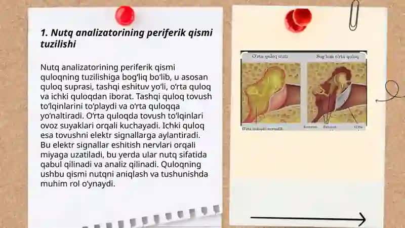 Nutq analizatorining periferik qismi patologiyasi 3