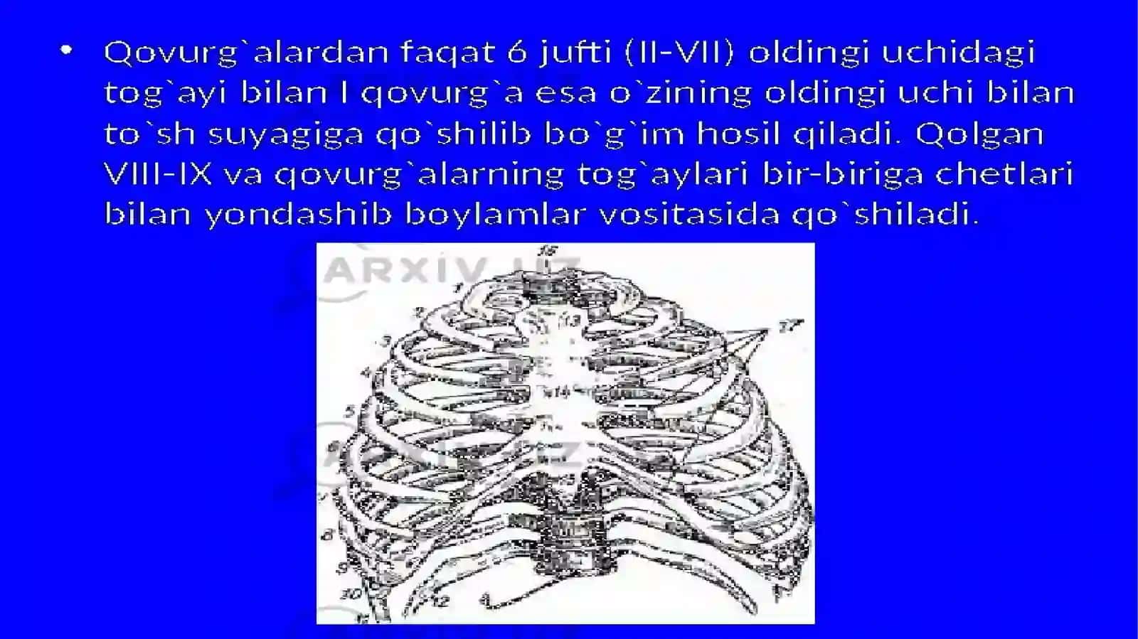 Qovurgalar, tosh suyagi va kokrak qafasi suyaklari 3