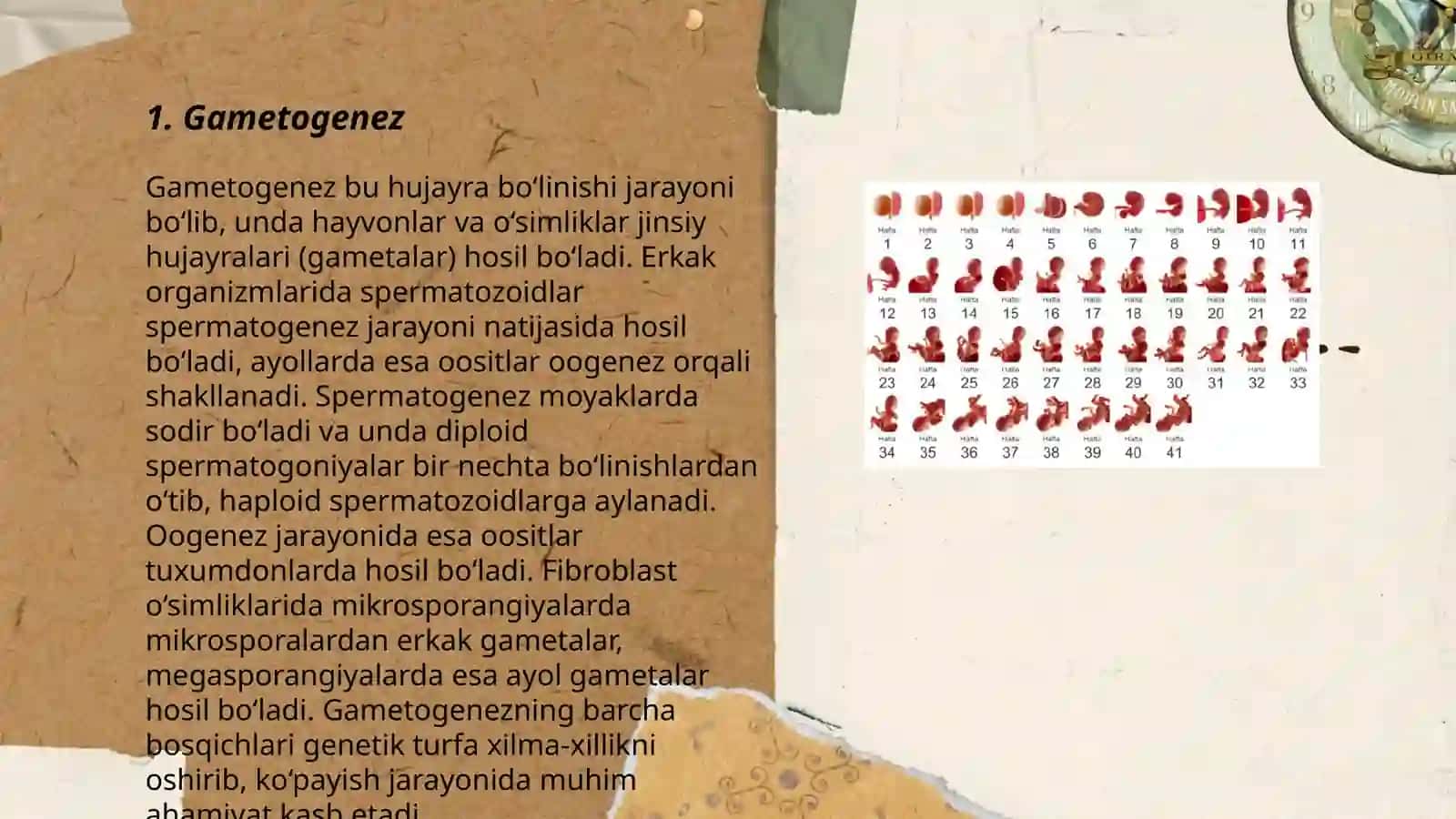 Odam embriologiyasi qaltis davrlari 3