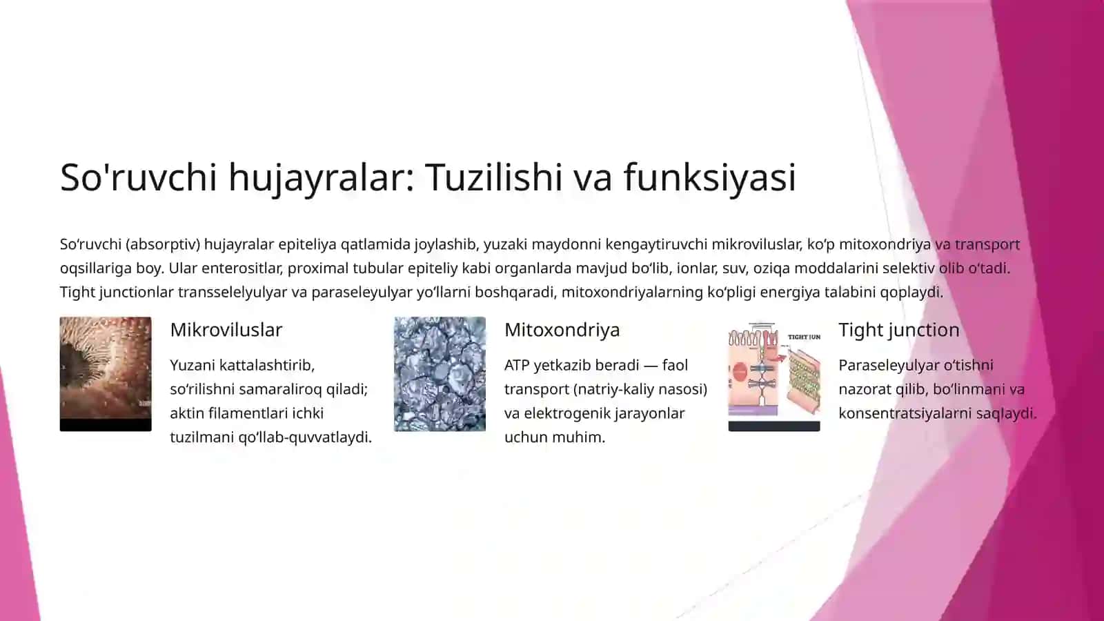 Hujayra turlari va ularning gistologik tuzilishi xususiyatlari 3
