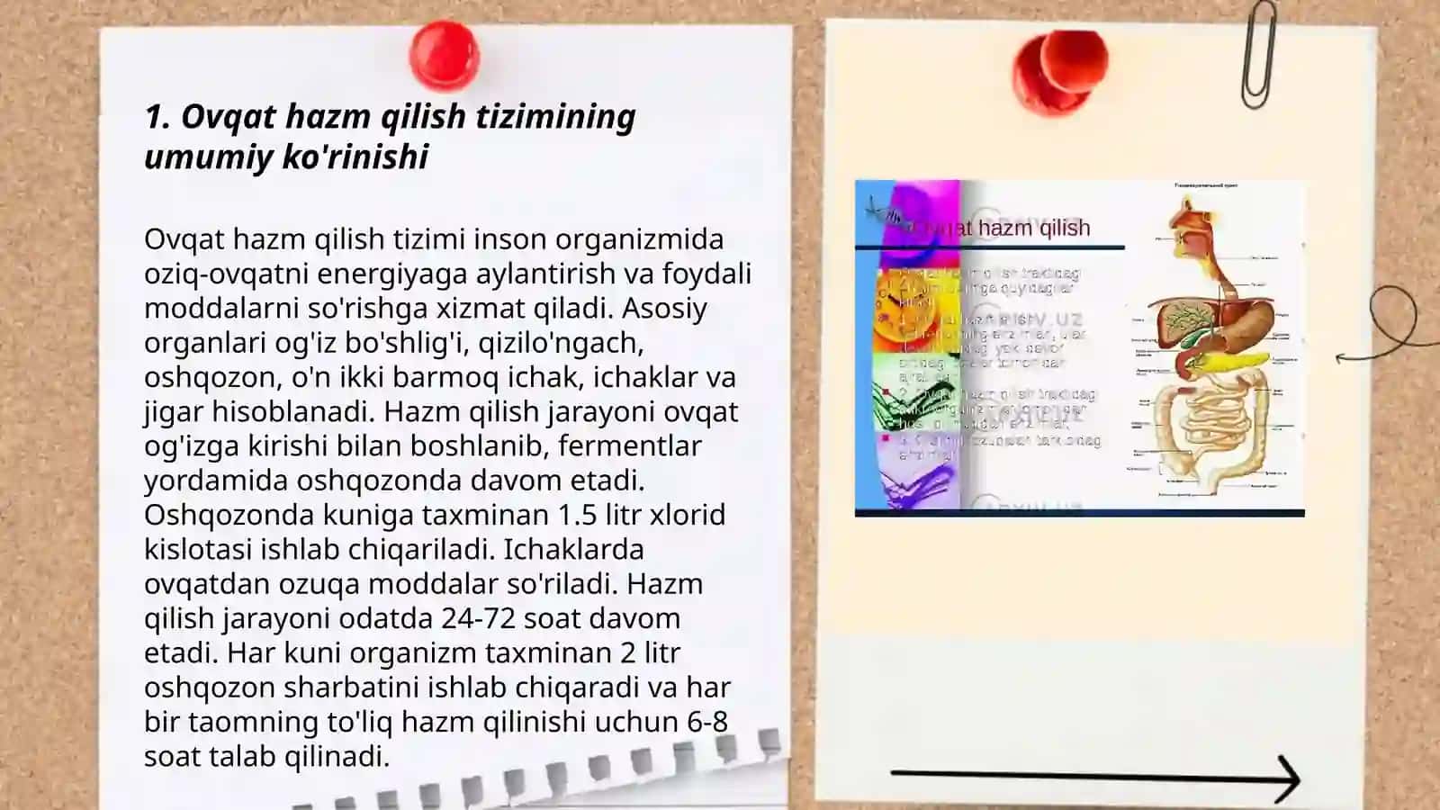 Ovqat hazm qilish tizimi 3