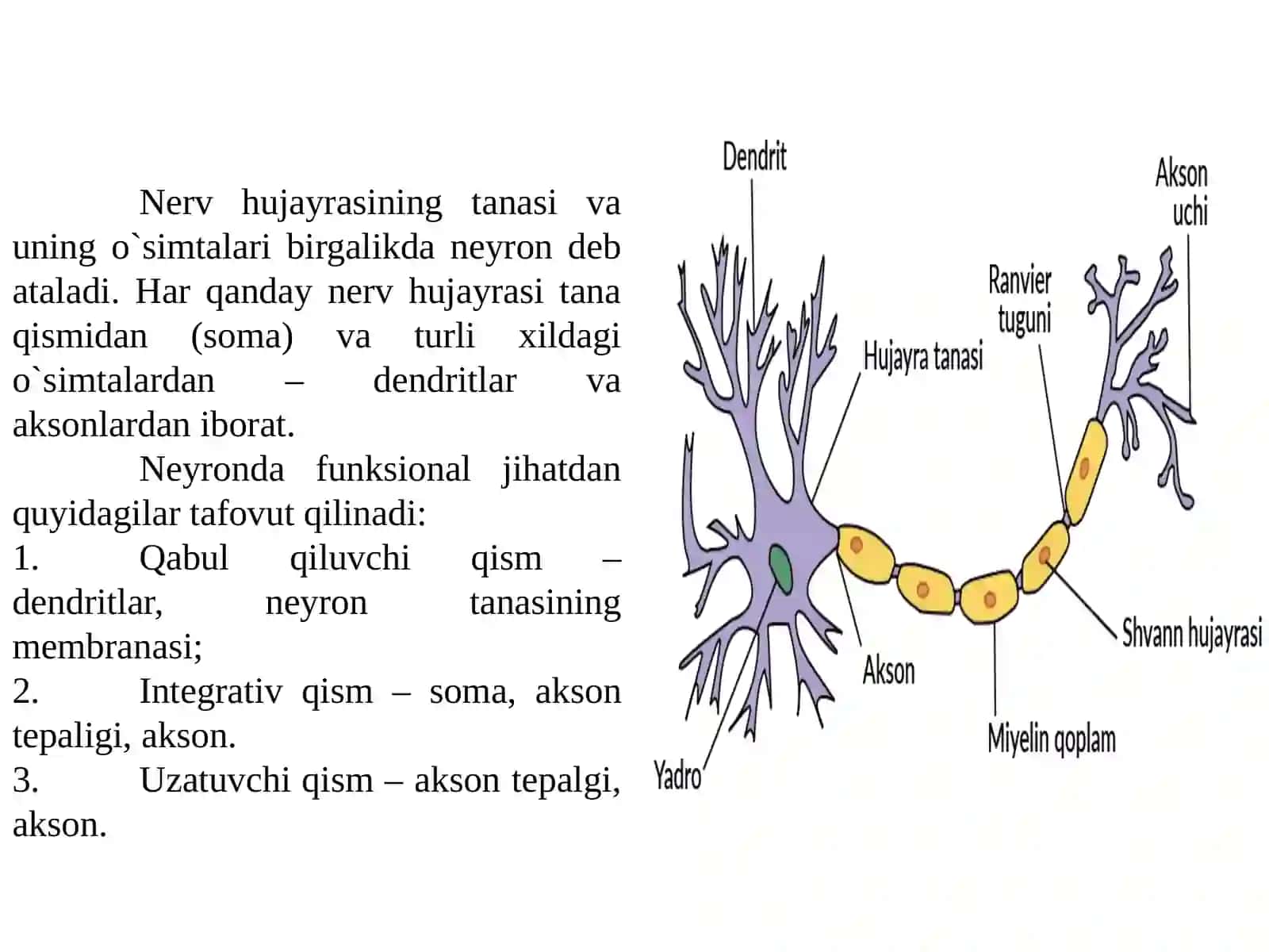 NERV SISTEMASINING YOSHGA OID FIZIOLOGIYASI 3