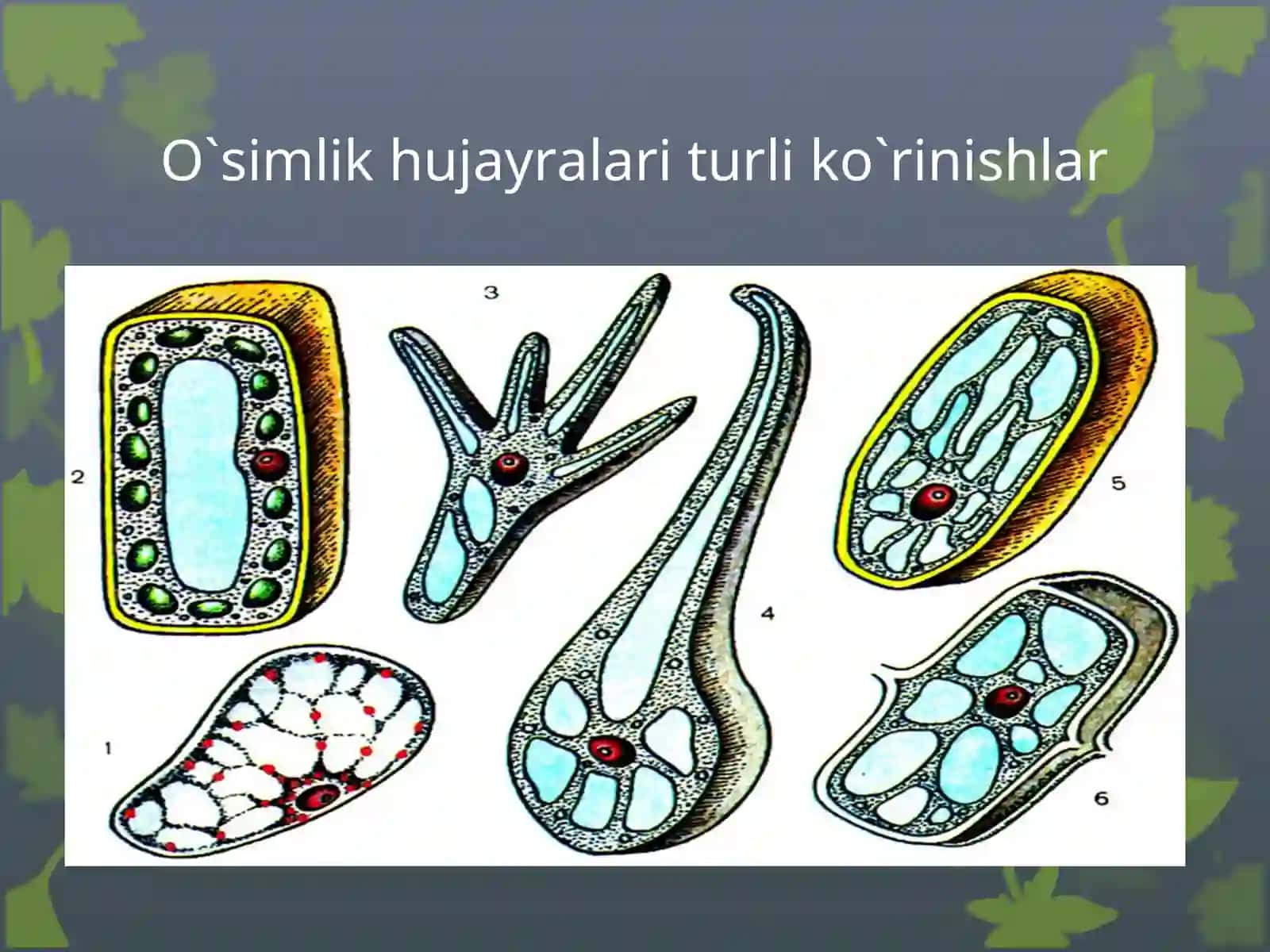 O`SIMLIK HUJAYRASINING TUZILISHI VA FUNKSIYALARI 3