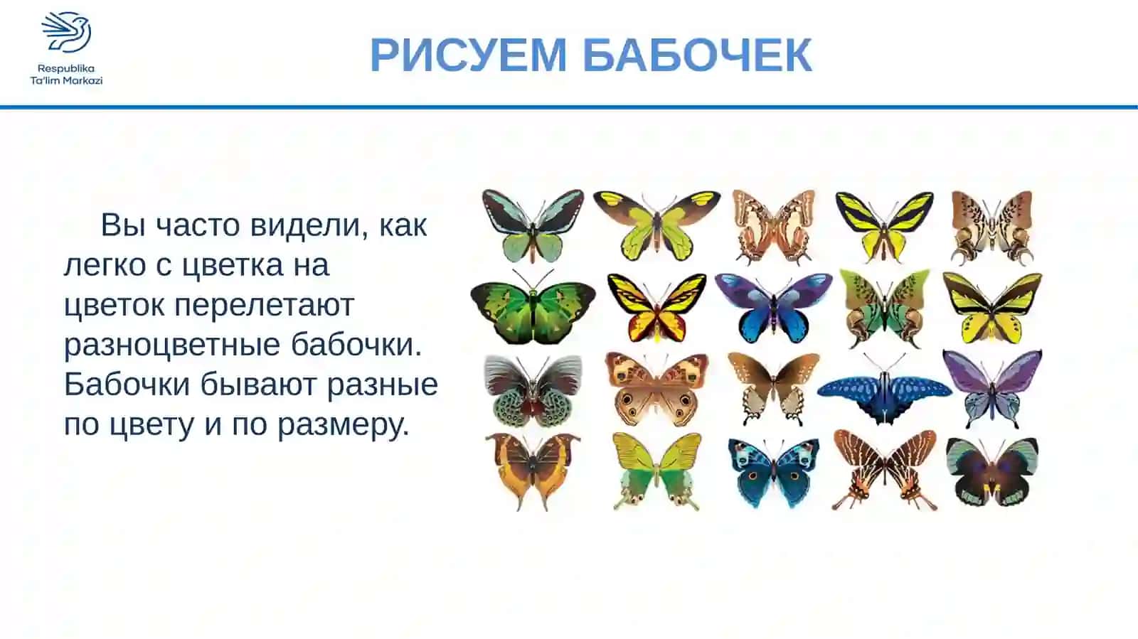 РИСУЕМ БАБОЧЕК 3