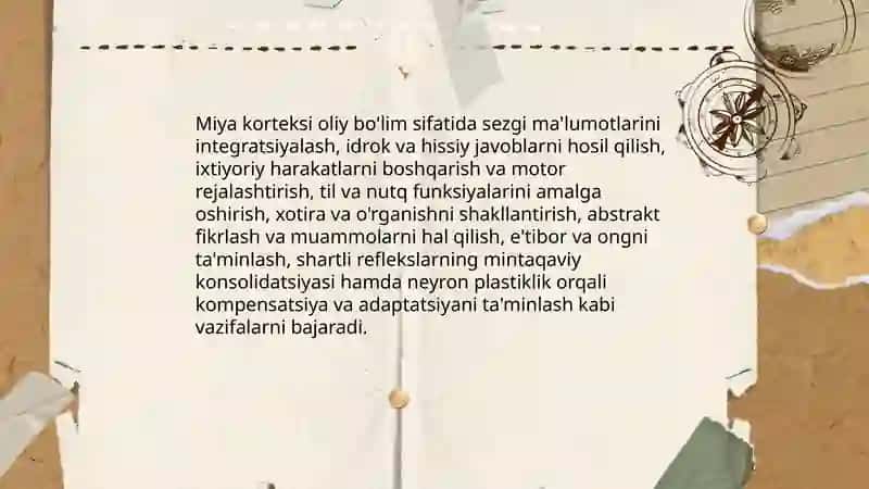 Miya korteksi oliy bo'lim sifatida 3