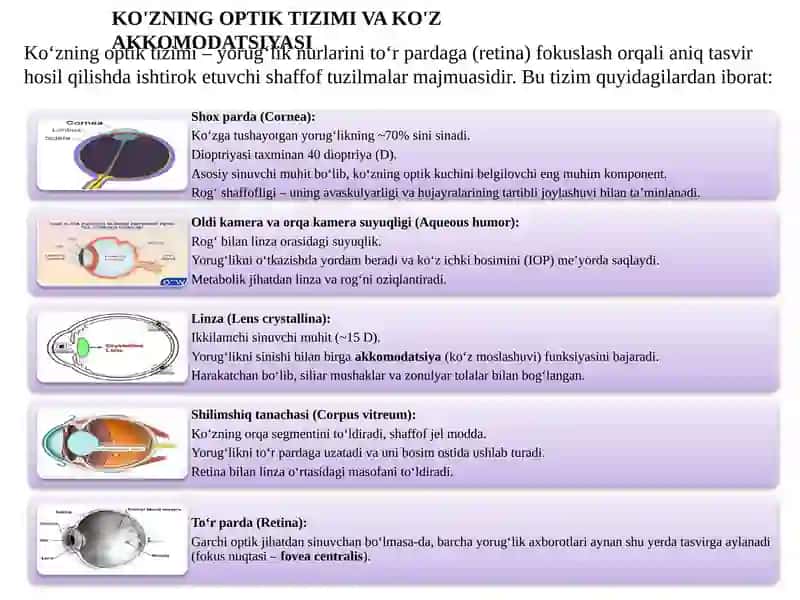 Ko‘ruv analizatori fiziologiyasi 3