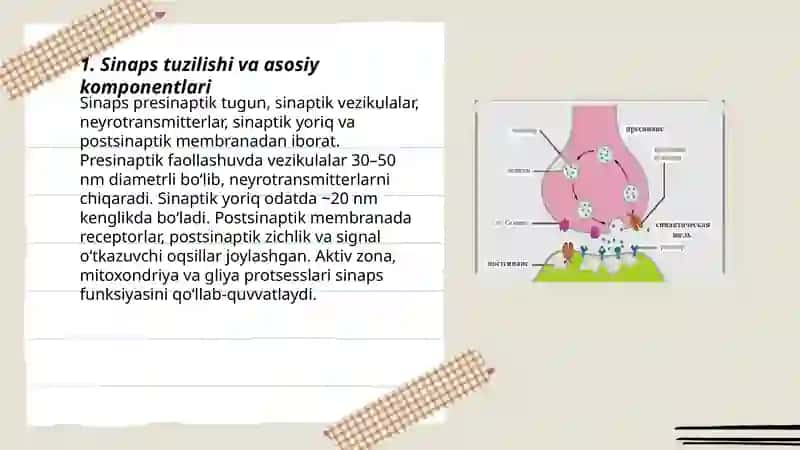 Sinapslar va sinaptik jarayonlar 3