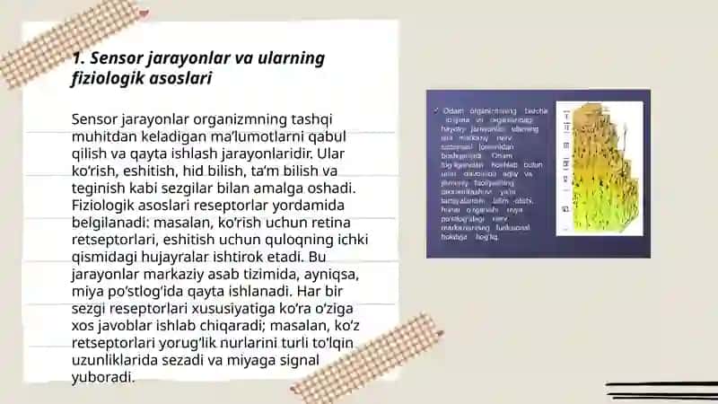 Sensor jarayonlar psixofiziologiyasi va sensor tizimning umumiy xususiyatlari. 3