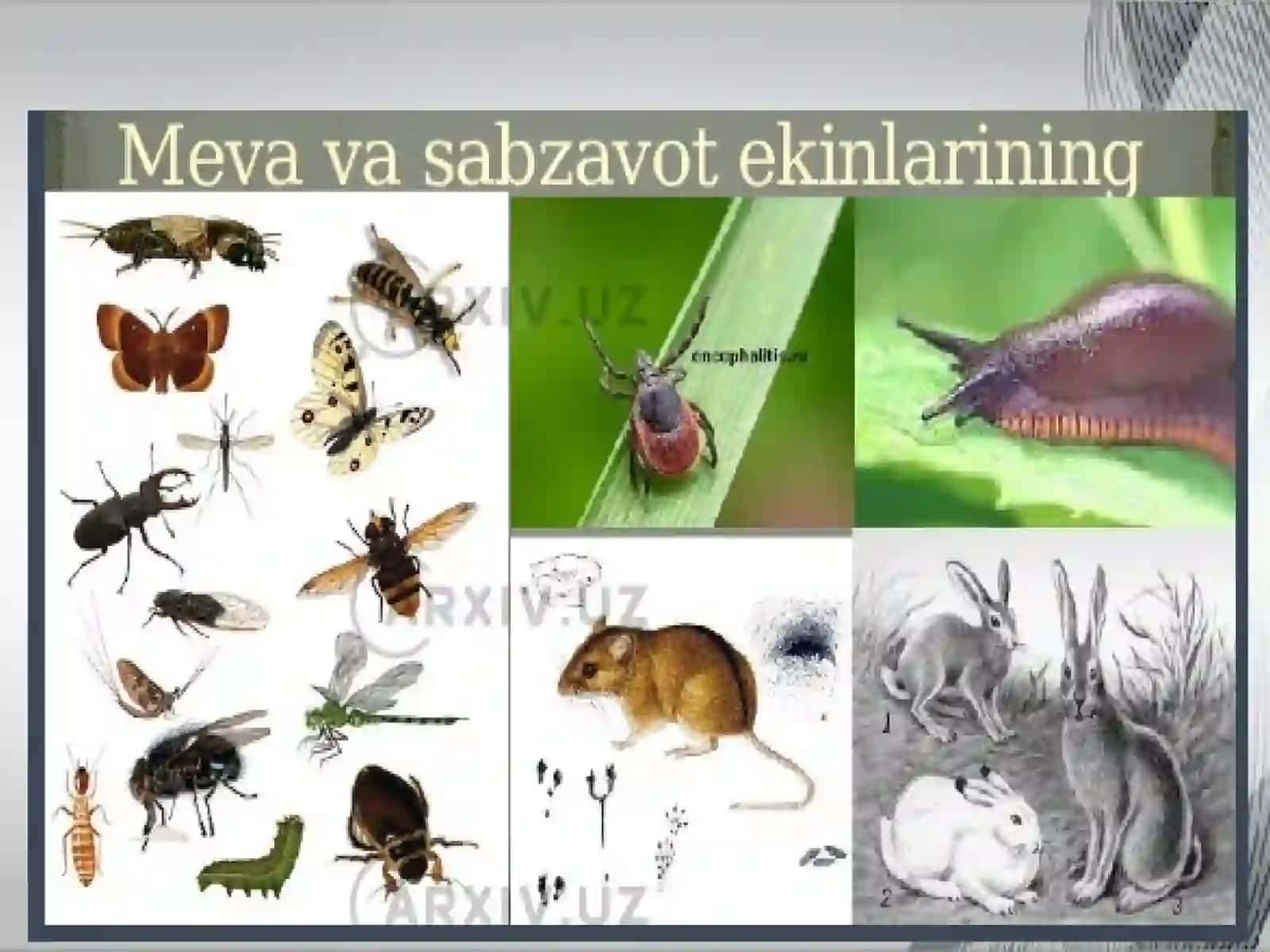MEVALI BOG'LARNIKEMIRUVCHIZARAKUNANDALARDAN HIMOYA QILISHDA QO'LLANILADIGAN PREPARATLAR 3