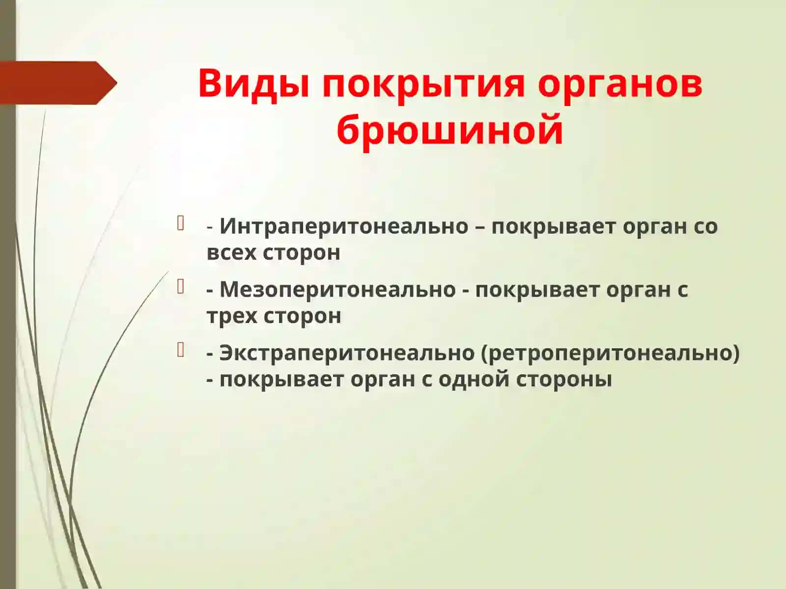Анатомия брюшины 3