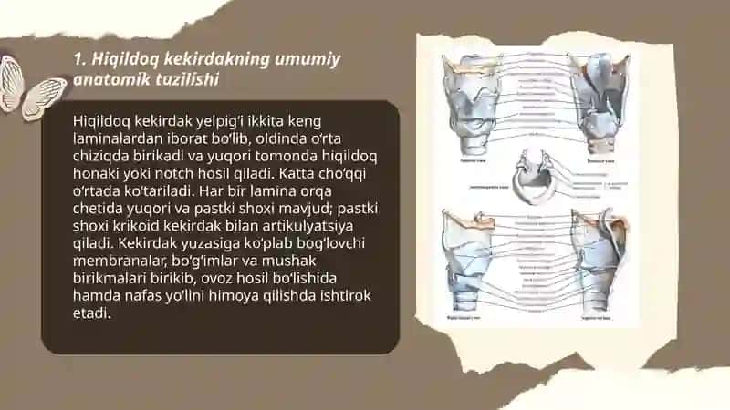 Hiqildoq kekirdak tuzilishi joylashishi 3