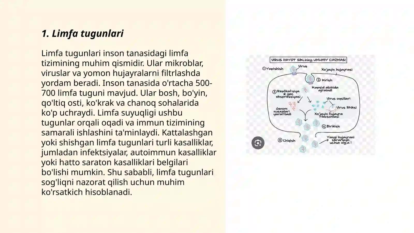 Limfa tugunlari 3