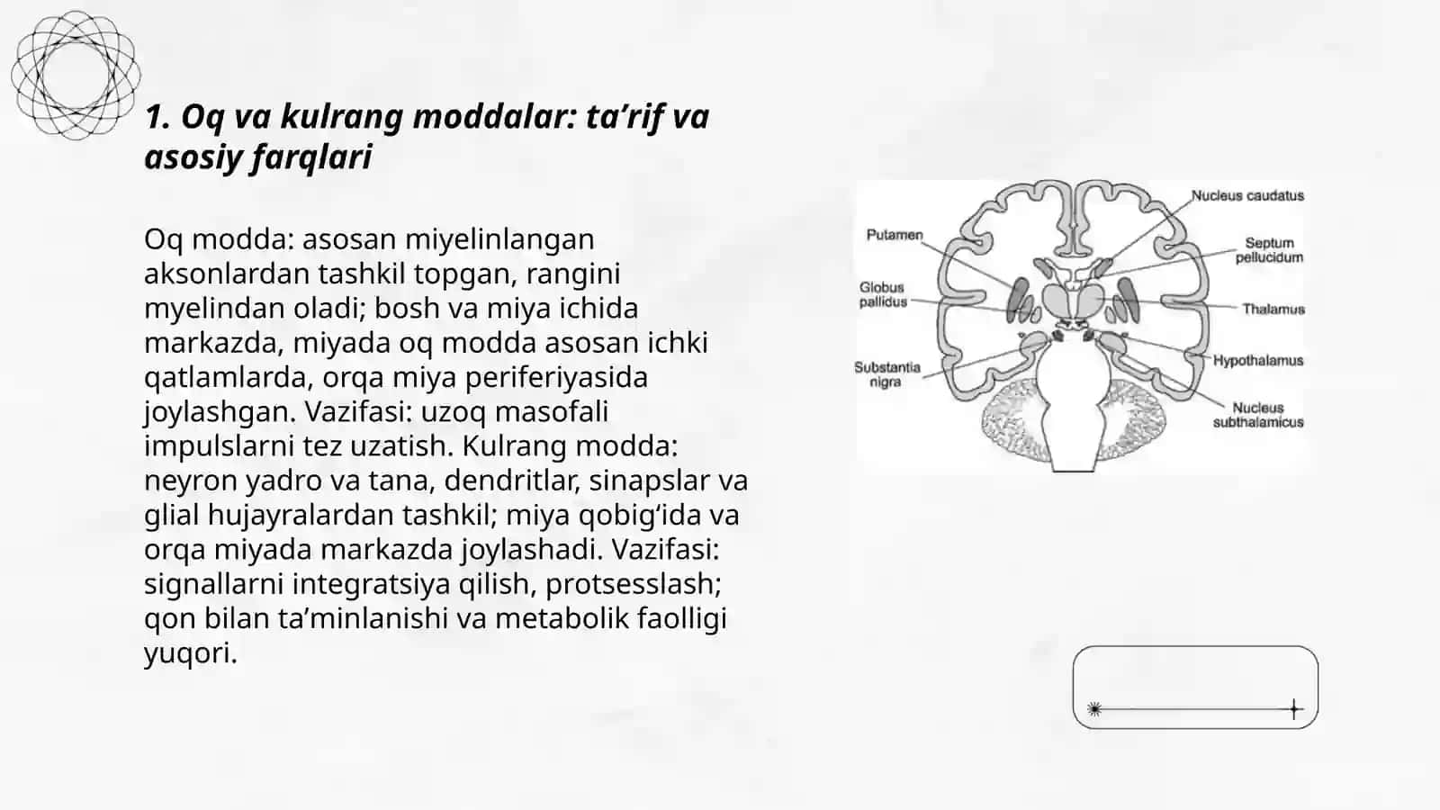 Nerv tizimi oq va kulrang maddalarning tuzilishi va vazifalari 3