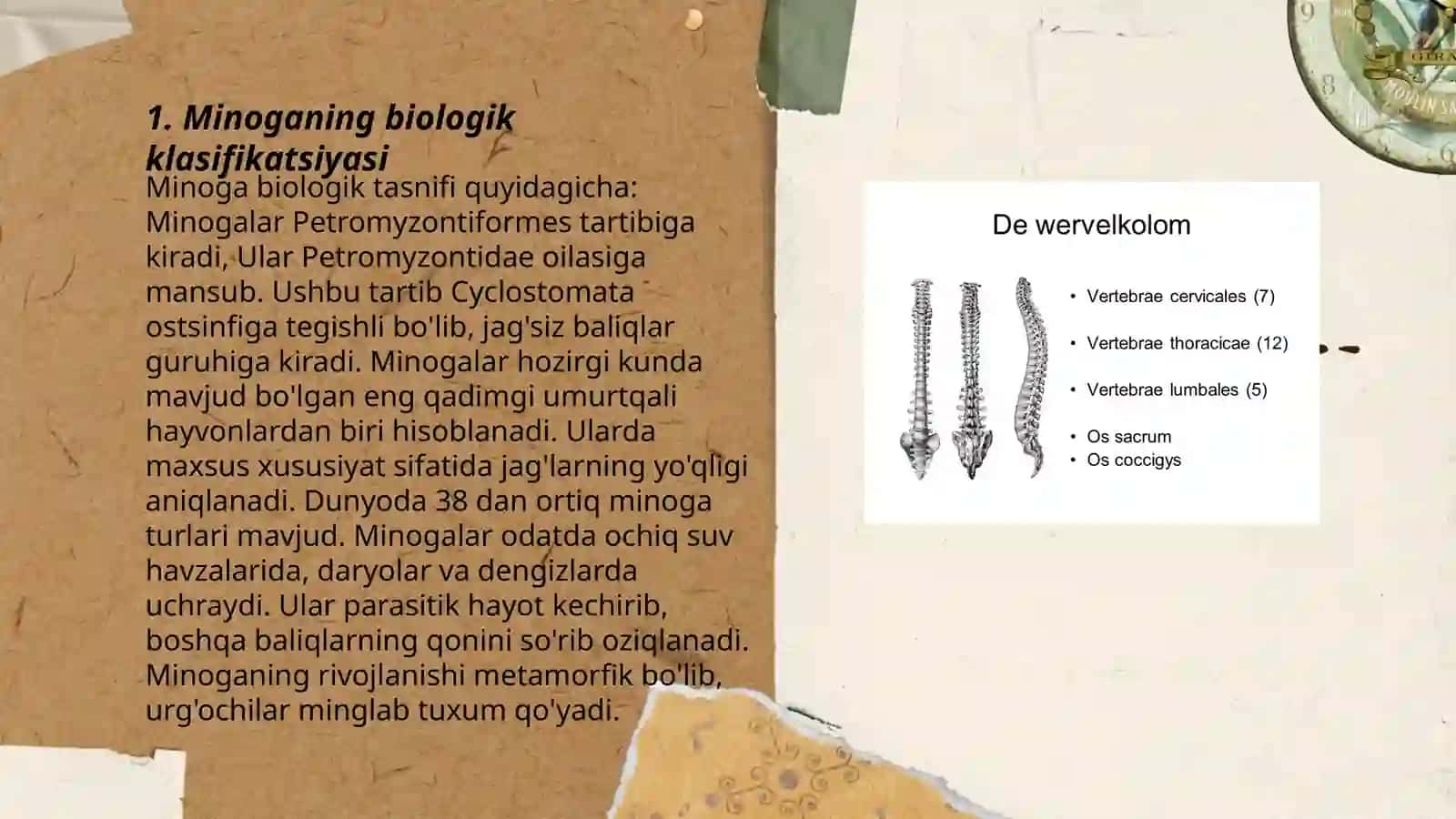 Minoganing biologik klasifikatsiyasi 3