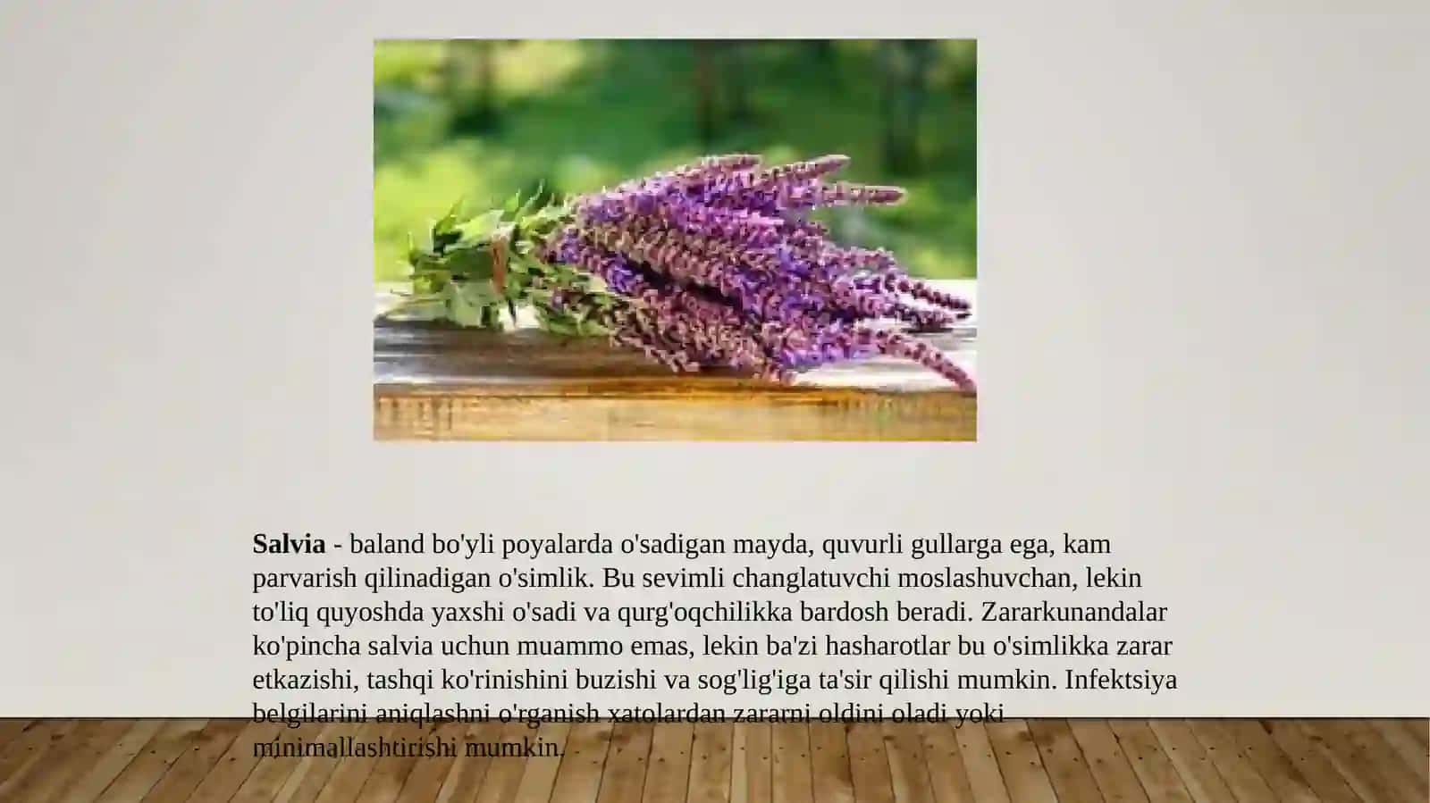 Mavrak o’simligi zararkunandalari va kasalliklari aniqlash haqda kurash choralarini o’rganish 3