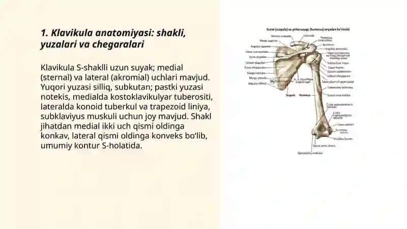 Yelka kamari suyaklari va ularning birikishi. Qo'lining erkin suyaklari tuzilishi 3