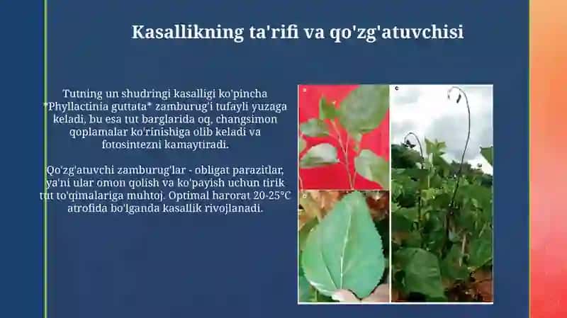 Tut daraxtida unshudring kasalligi 3