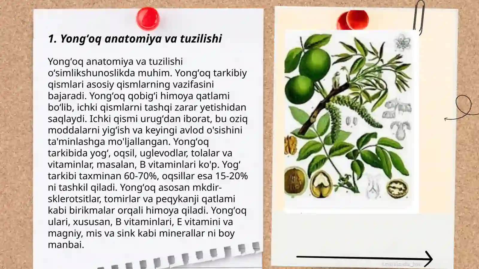 Yongʻoq marfalogiyasi rivojlanishi 3