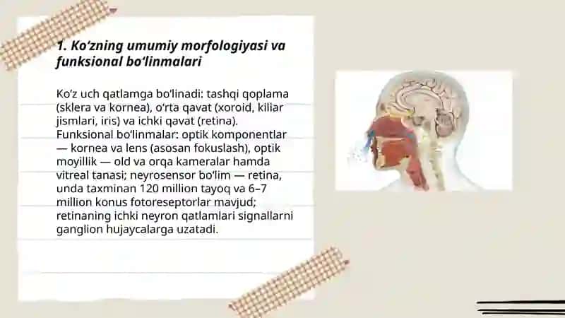 Koʻrish a'zosi va xid bilish Analizatorlari 3