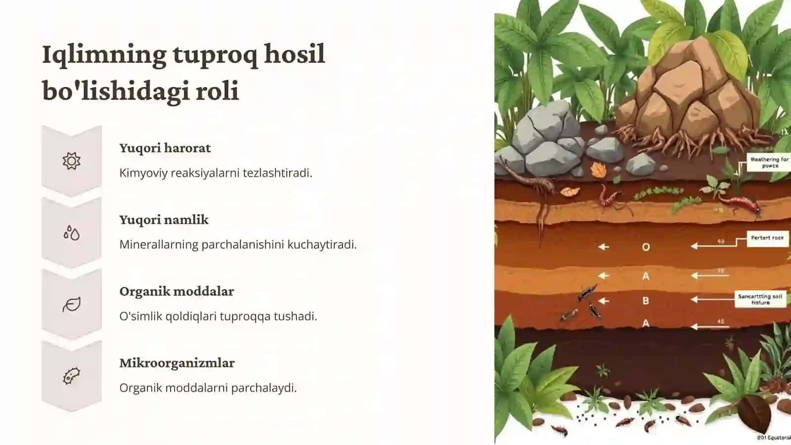 Ekvatorial o'rmonlar tabiat zonasi tuproqlari 3
