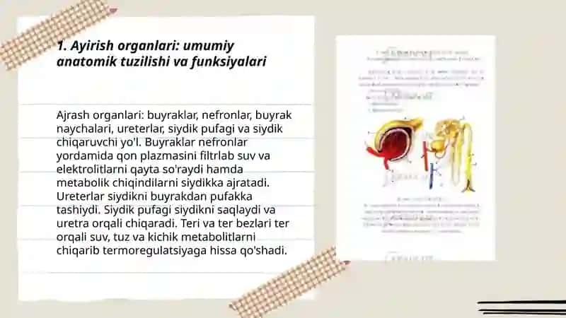 Ayirish Organlarining Tuzilishi 3
