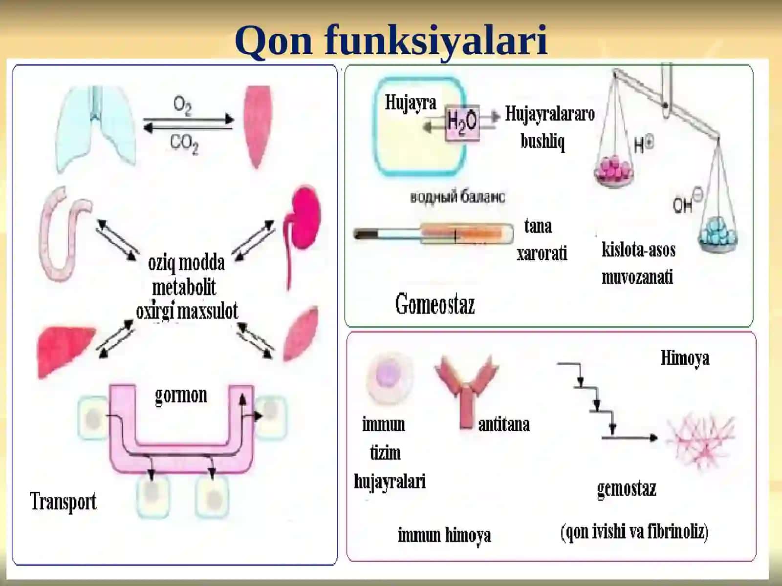 QON VA LIMFA-RETIKULYAR TIZIMI BIOKIMYOSI 3