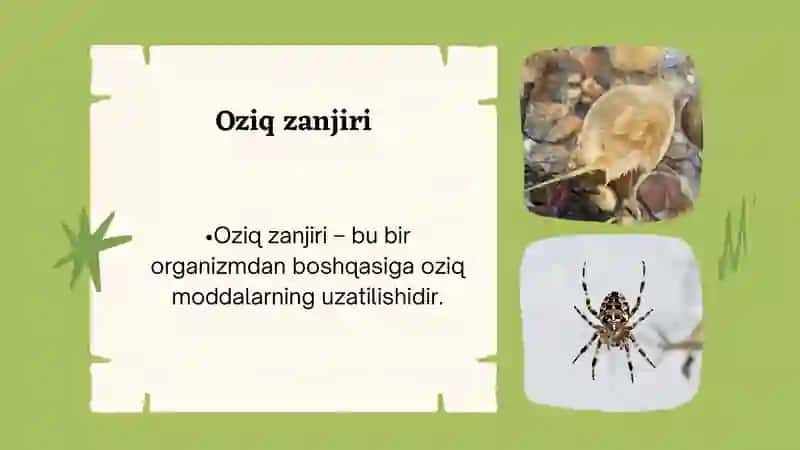 Tabiiy fandan Oziq zanjiri va oziq to'ri mavzusiga oid slayd 3