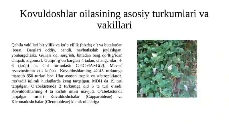 Capparaceae, Brassicaceaeva Malvaceae oilasi turkumiturlarining nomenklaturasini tahlil va oʻrganish qoidalari 3